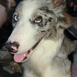 Border Collies from Silke's Border Collies