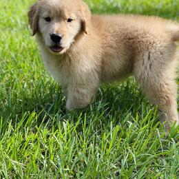 Golden Retriever Puppies from All shades Golden