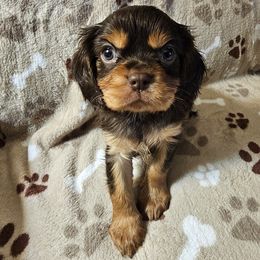 Boy 2 - male Cavalier King Charles Spaniel puppy in Eau Claire, Wisconsin from B&C Wigglebutts