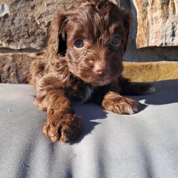 Aussiedoodle and Cockapoo Puppies from Ouachita River Cockapoos