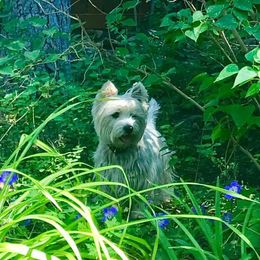 Tilly - West Highland White Terrier
