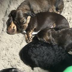 Dachshund Puppies from Dashing Doxie’s