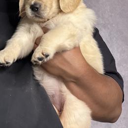Golden Retriever Puppies from Bear State Golden Retrievers
