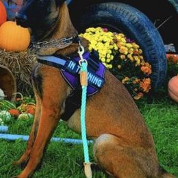 Belgian Malinois from Creek Corners