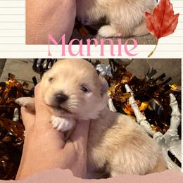 Marnie - Cream female Pomeranian puppy in Orange Grove, Texas from Davis Poms