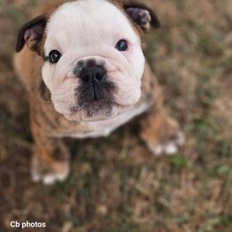 Spain - Red brindle and white male Bulldog puppy in Silverton, Oregon from Willamette Valley Bullies