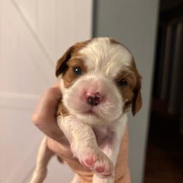 Hatfield - Blenheim male Cavalier King Charles Spaniel puppy in Lambertville, Michigan from Dream Dog LLC