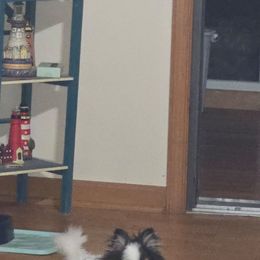 NOVA - Tri-colored male Pomeranian puppy in Meherrin, Virginia from Traveling Poms