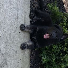 German Shepherd Puppies from Vom Haus Bella GSD’s