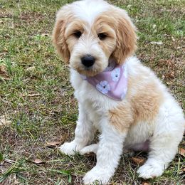 Lyric - Goldendoodle puppy in Chesnee, South Carolina from Pampered Paws Unlimited