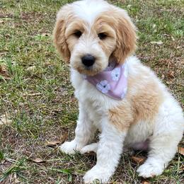 Lyric - Goldendoodle puppy in Chesnee, South Carolina from Pampered Paws Unlimited