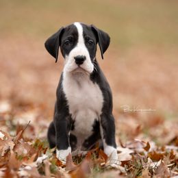 Jareth - Great Dane puppy from Foto Danes