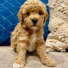 Bugatti - Cream male Assorted Doodle Crosses puppy in West Haven, Utah from The Cava Labdoodles