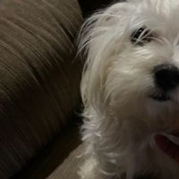 Pippa - Maltese