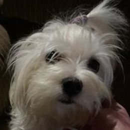 Pippa - Maltese