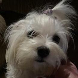 Pippa - Maltese