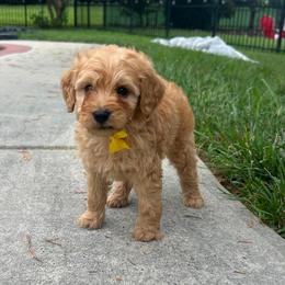 Yellow Heart - Apricot male Goldendoodle puppy in Germantown, Maryland from Honey Blossom Doodles