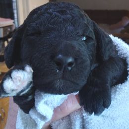 Poodle Puppies from Kemah Standard Poodles