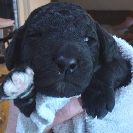 Poodle Puppies from Kemah Standard Poodles