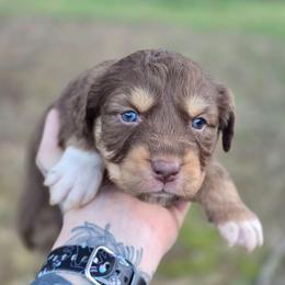 Monkey - Red tri-color female Australian Shepherd puppy in London, Kentucky from Kenmont Kennels