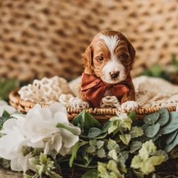 Scooby - Red  Goldendoodle puppy in Riverton, Utah from Utah Doodlebug