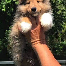 Shetland Sheepdog Puppies from NorthAcre Shelties