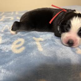 Australian Shepherd Puppies from Good Karma Aussies
