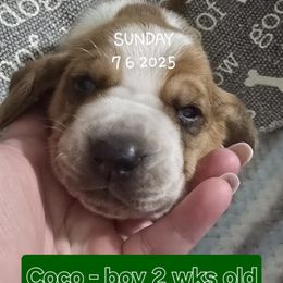 Coco - Red and white male Basset Hound puppy in Moore, Oklahoma from Boomer Basset Hound Babies