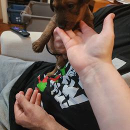 Irish Terrier Puppies from Jackman's Puppies
