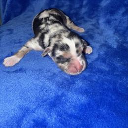 Cowboy - Blue merle male Miniature American Shepherd puppy in Godley, Texas from Bradley Kennels