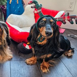 Dachshunds from Kasil of Dachshunds