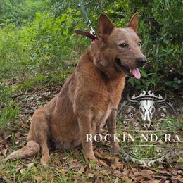 Khalee - AKC, Embark DNA - Red speckled female Australian Cattle Dog puppy in Silsbee, Texas from Rockin ND Ranch