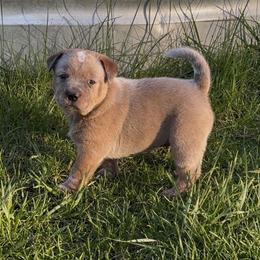 Loki - Red speckled male Australian Cattle Dog puppy in Edwall, Washington from Firecreek Farm & Designs