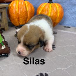 Silas - Red male Pembroke Welsh Corgi puppy in Apison, Tennessee from Ashmore Corgis
