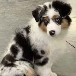 Australian Shepherd Puppies from Woodhaven Australian Shepherds