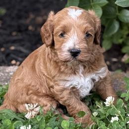 Chip - Apricot male Double Doodle puppy in Hendersonville, Tennessee from My Sweetest Doodle
