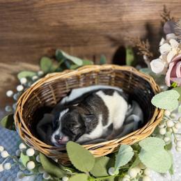 Lady - Parti female Miniature Schnauzer puppy in Sacramento, California from Valdez Mini Schnauzers