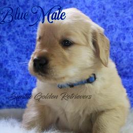 Dark Blue Collar Boy - Golden male Golden Retriever puppy in Otis Orchards, Washington from Sunlite Golden Retrievers