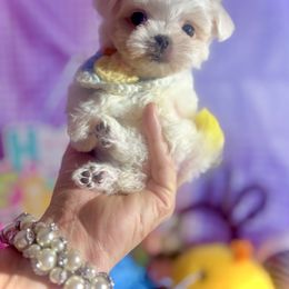 Sam - White Maltese puppy in Upland, California from Prime Paradise Kennel