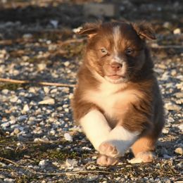 Australian Shepherd Puppies from BellSharps Australian Shepherds