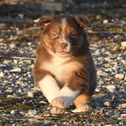 Australian Shepherd Puppies from BellSharps Australian Shepherds