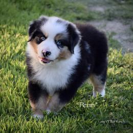 Penn - Blue merle male Miniature Australian Shepherd puppy in Evant, Texas from Lazy VT Bar Ranch