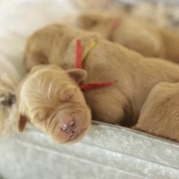 Yogi - Dark golden male Golden Retriever puppy in Idaho Falls, Idaho from Brinton Goldens
