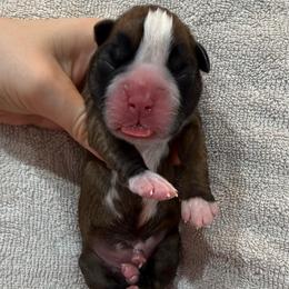 Grey Collar Fawn Female - Fawn female Boxer puppy in Alpine, New York from Kickin Rooster AKC Boxers