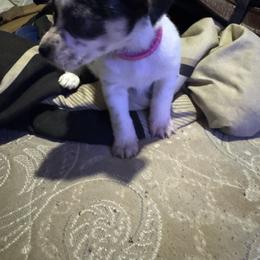 Magenta - Black and white female Chihuahua puppy in Detroit, Michigan from DeVante's Chihuahuas