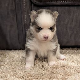 Pup 7 Blue Female - Blue female Pomsky puppy in Hurleyville, New York from My Crazy Pomskys