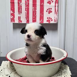 2 female - Black and tan female Pembroke Welsh Corgi puppy in Harrisburg, Illinois from Parish Corgis