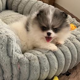 Rome - Blue merle male Pomeranian puppy in Newport Beach, California from Exotic City Pomeranians and chihuahuas