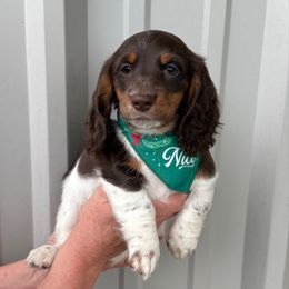 Girl 2 LIMITED AKC - Piebald female Dachshund puppy in Aurora, Missouri from Baker Farms