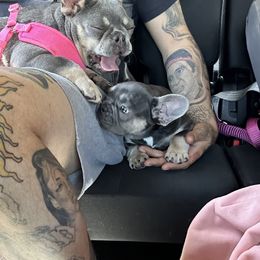 French Bulldogs from Narco Frenchies